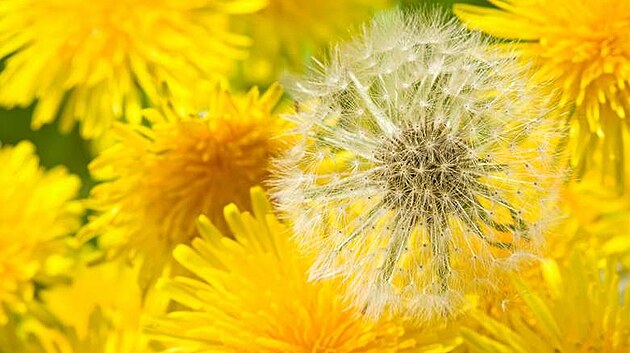 Pampeli�ka léka�ská