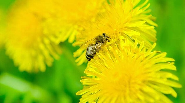 Pampeli�ka léka�ská