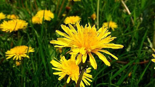 Pampeli�ka léka�ská