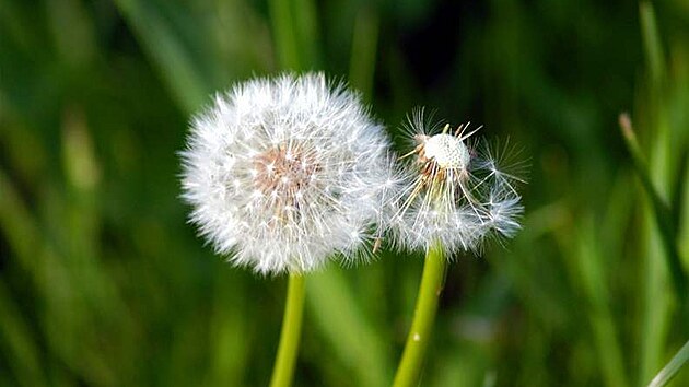 Pampeli�ka léka�ská