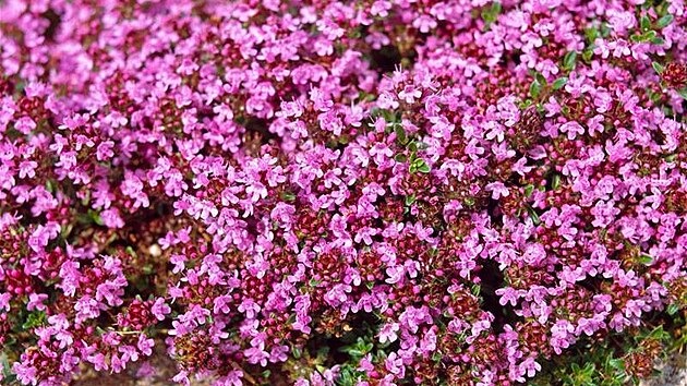 Mate�ídou�ka úzkolistá