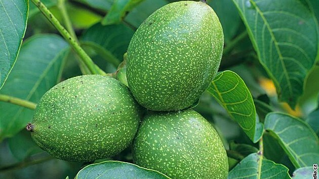 O�e�ák královský - O�í�ky vyr�stají ve zdu�nat�lém obalu, nejprve zeleném...