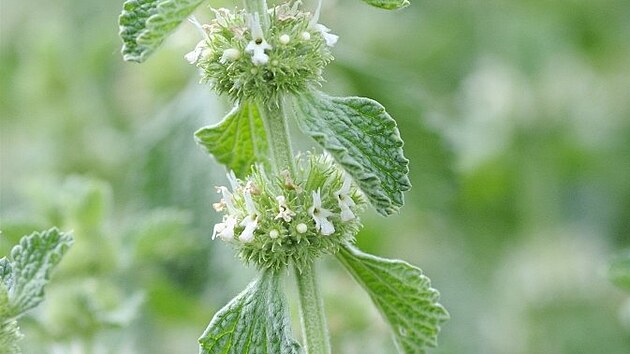 Jable�ník obecný (Marrubium vulgare) - Vrbovek je celá �ada druh�, z toho