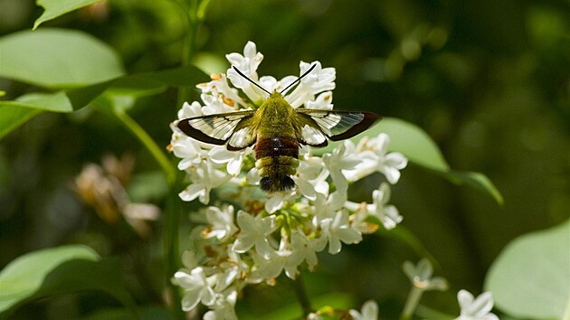 Kyselá� lu�ní (Acetosa pratensis)