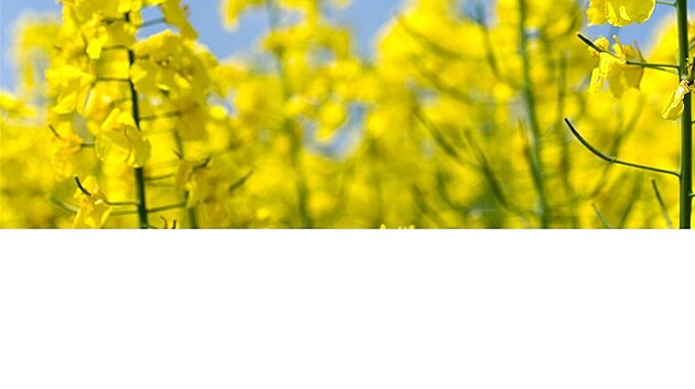 Brukev �epka olejka (Brassica napus). Nejznám�j�í �eská olejnina.