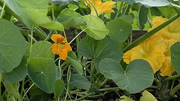 Tykev obecná (cucurbita pepe). Tykev roste p�edev�ím na polích a v zahradách,
