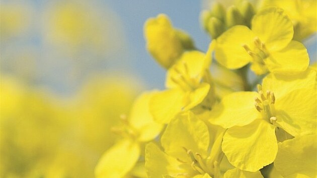 Brukev �epka olejka (Brassica napus)