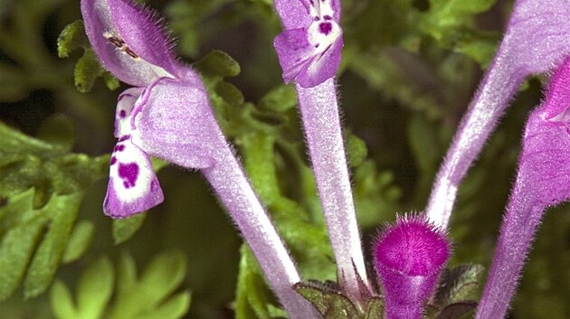 Hluchavka objímavá (Lamium amplexicaule).  Rostlina má purpurov� zbarvené