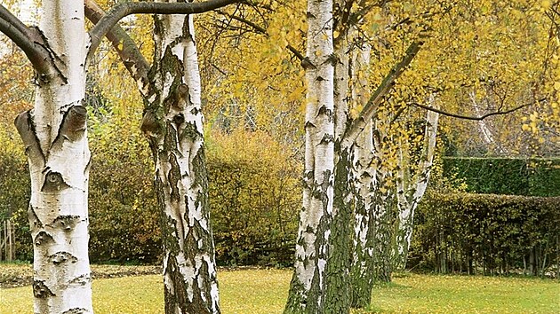B�íza b�lokorá (Betula pendula). Má nápadn� zbarvenou borku, kterou si nelze...