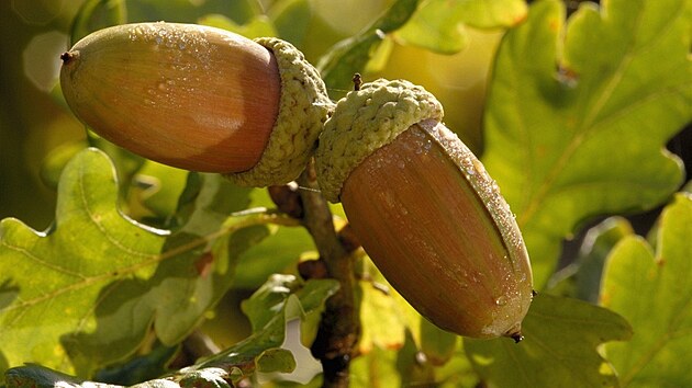 Dub letní (Quercus robur). �alud je lesklý oválný plod s d�evnatou �epi�kou,