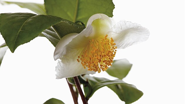 �ajovník �ínský (Thea sinensis, Camellia sinensis). �ajovník má bíle zbarvený