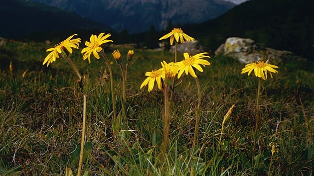 Prha horská (Arnica montana). Vytrvalá rostlina rostoucí p�edev�ím v horském