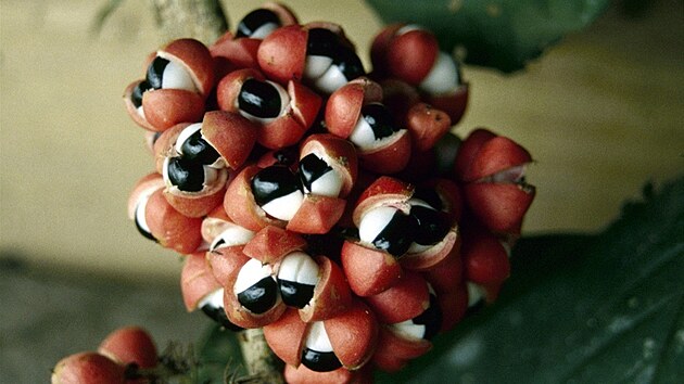 Paulinie nápojná (Paullinia cupana).Plodem jsou �ervené tobolky, které obsahují