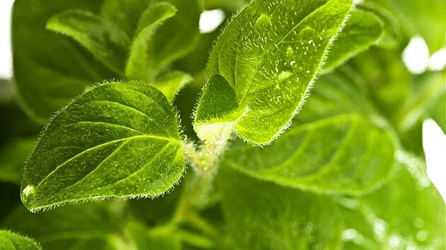 Dobromysl obecná, oregano