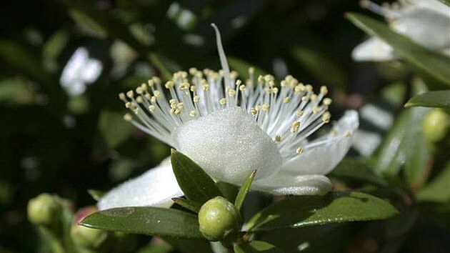 Myrta obecná