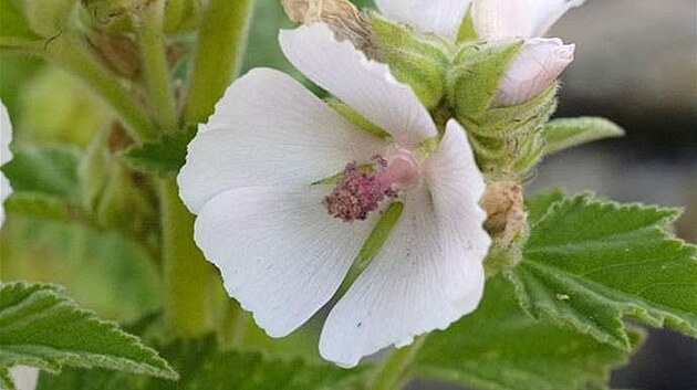 Proskurník léka�ský