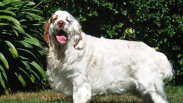 Clumber panl je význaný svou volnjí kí