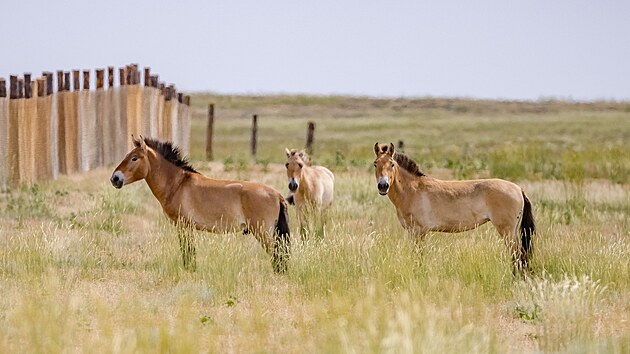 Prvn� kon� P�evalsk�ho na �zem� st�edn�ho Kazachst�nu po stovk�ch let. Na sn�mku t�i �e�t� rod�ci: zleva h�ebec Zorro, uprost�ed klisna Zeta II, napravo klisna Ypsilonka