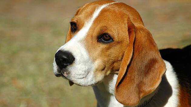 Beagle