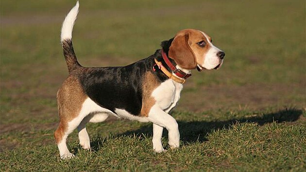 Beagle