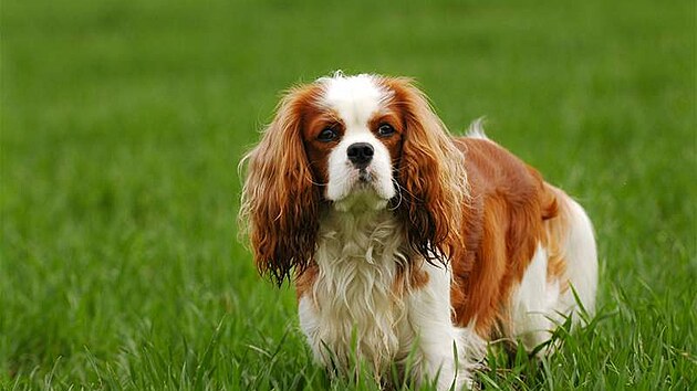 Kavalír King Charles �pan�l