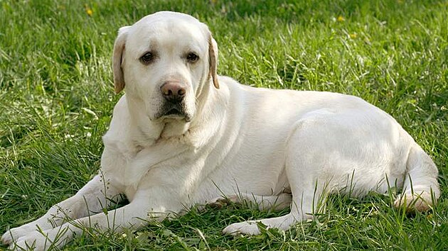 Labradorský retriever