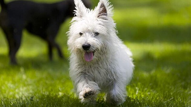 West highland white teriér