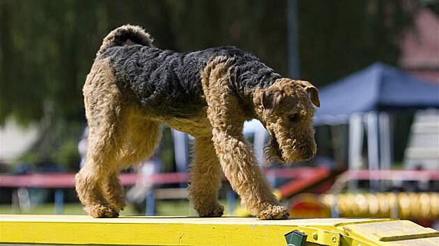 Airedale teriér