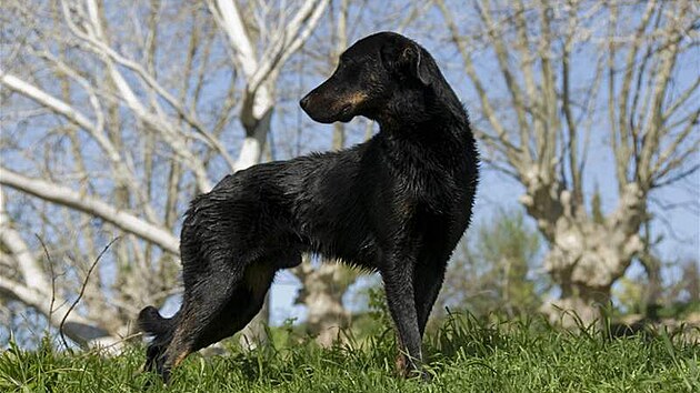Beauceron