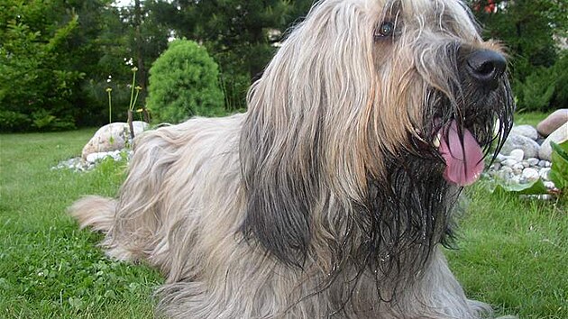 Briard