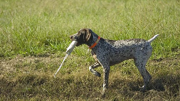 N�mecký krátkosrstý oha�