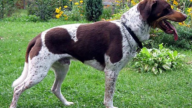 �eský strakatý pes