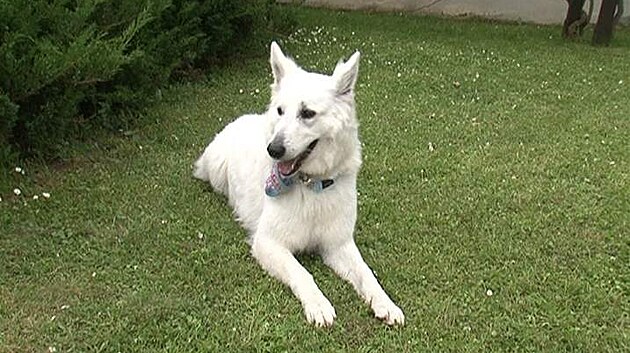 Bílý výcarský ovák