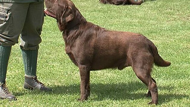 Labradorský retriever