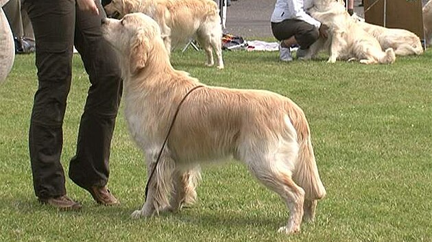 Zlatý retriever