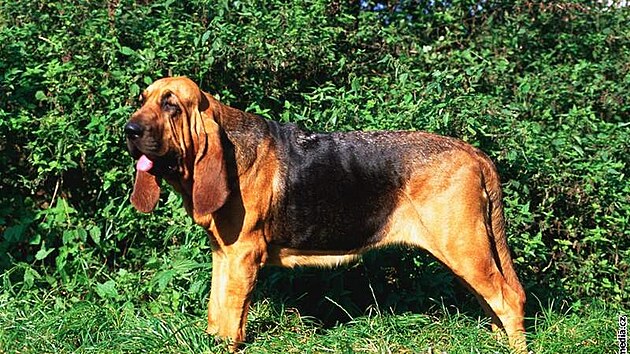 Bloodhound