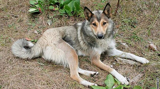 Západosibiská lajka