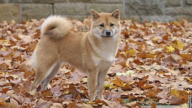 Shiba - Inu