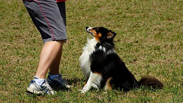 Sheltie