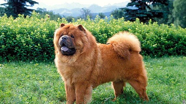 Chow chow