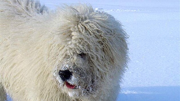 Komondor