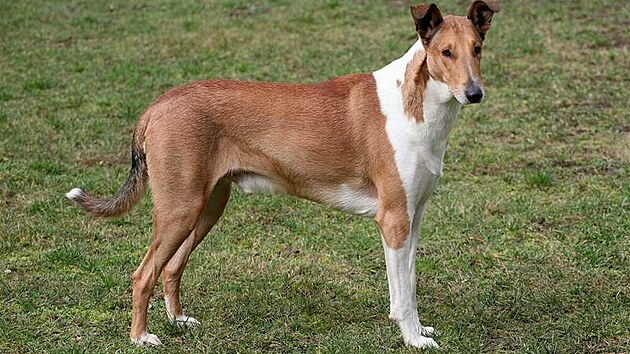 Pelí�ek pro alergeny - to je hladká ko�i�í srst