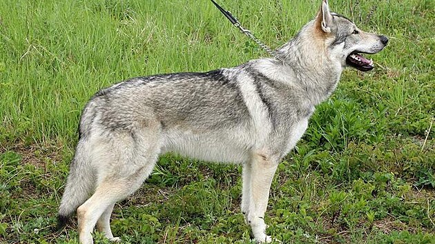 eskoslovenský vlák