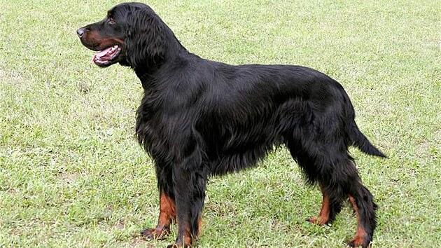 Gordon setter