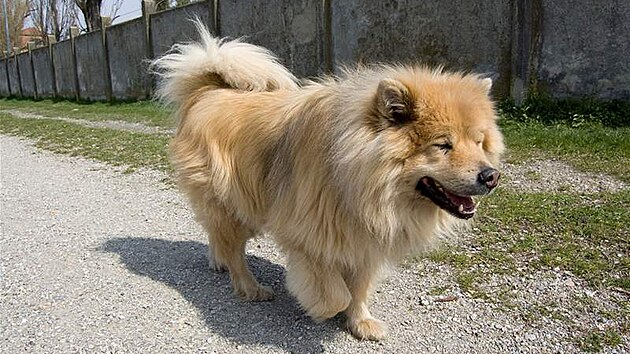 Eurasier