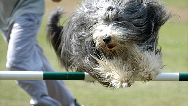 Bearded collie