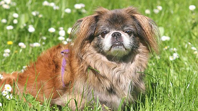 Pekingský palácový psík