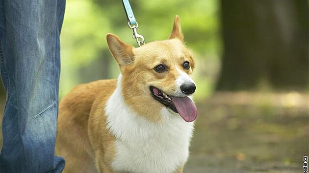 Welsh corgi