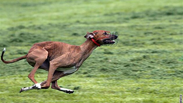�pan�lský galgo