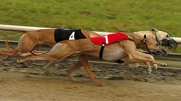 Whippet